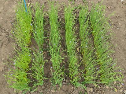 Click for 6 image(s) for this accession.